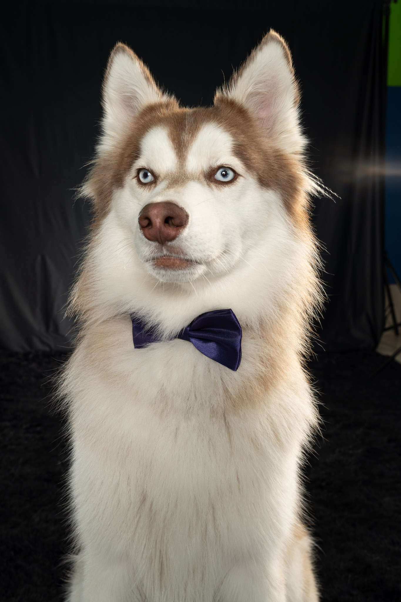 Kuma the husky in a bow tie